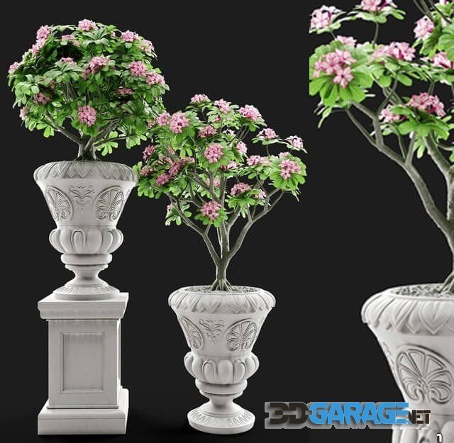 3d-model – Adenium Desert rose in classic vase
