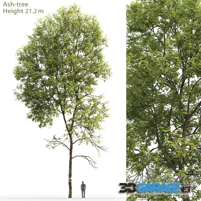 3d-model – Ash Tree 5