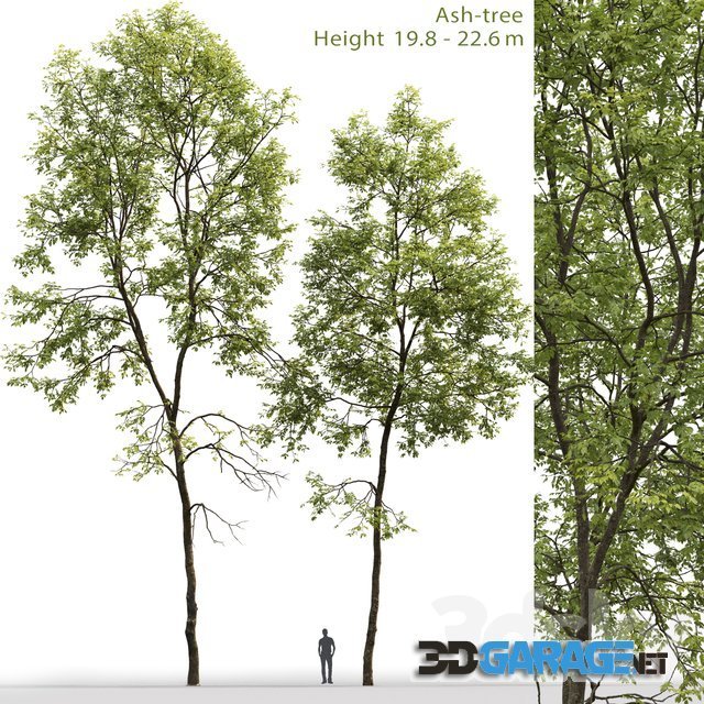 3d-model – Ash Tree 6