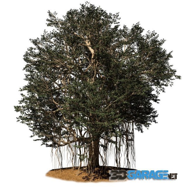 3d-model – Banyan tree