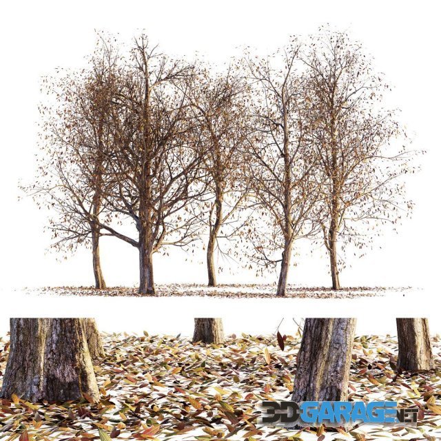 3d-model – Collection of dry autumn trees 001