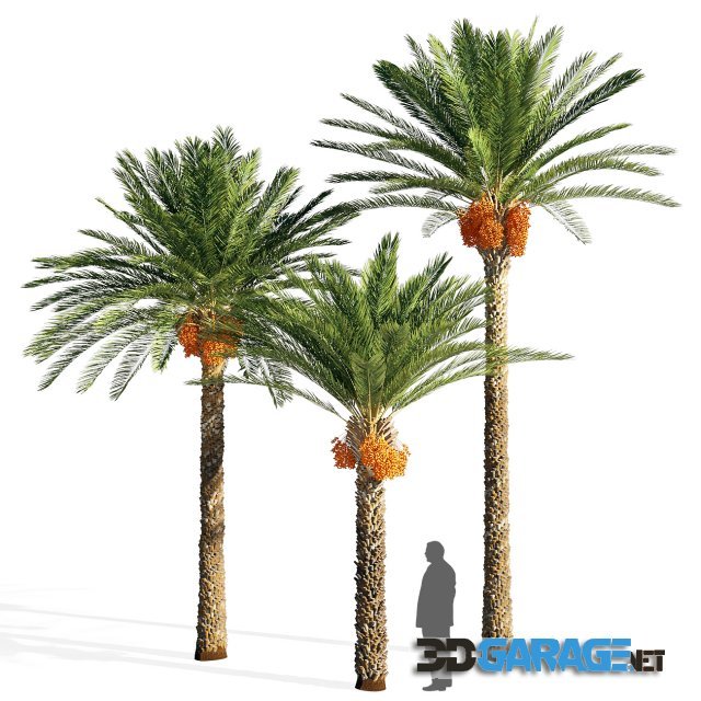 3d-model – Date palm