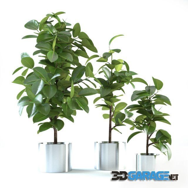 3d-model – Ficus Elastica 4