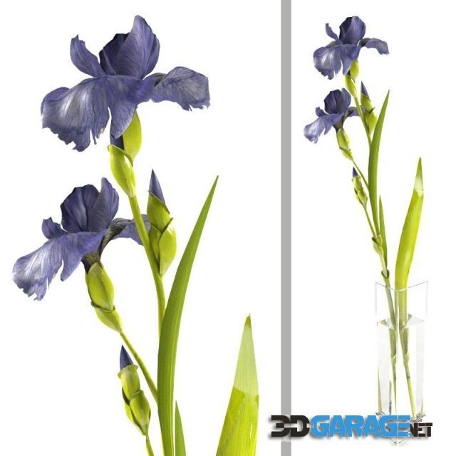3d-model – Iris sprig in a rectangular vase