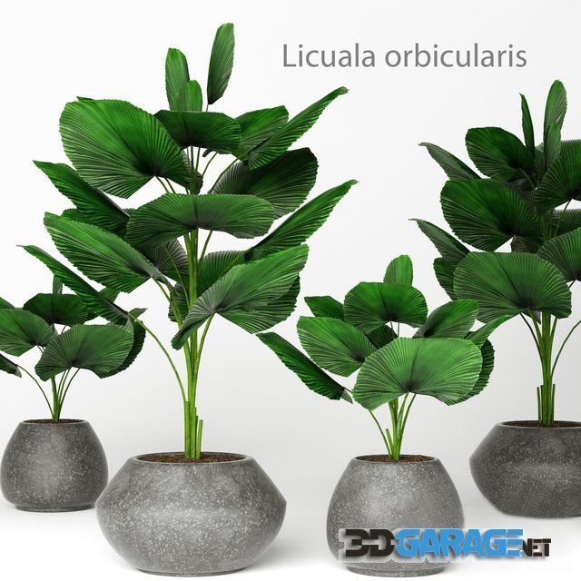3d-model – Licuala orbicularis 2