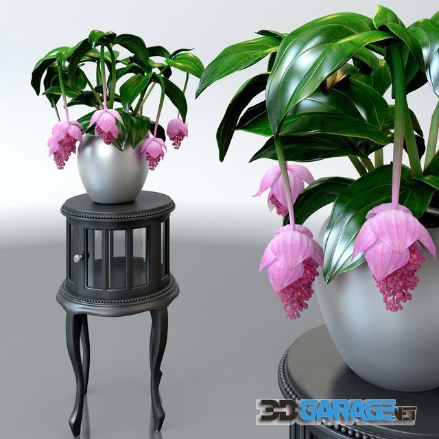3d-model – Medinilla magnifica plant on table