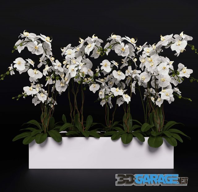 3d-model – Orchid 4