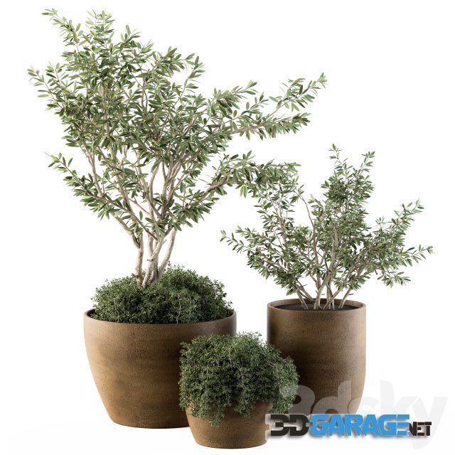 3d-model – Outdoor Plants Olive - Set 79