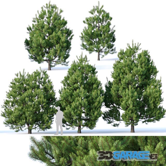 3d-model – Pinus Sylvestris 2