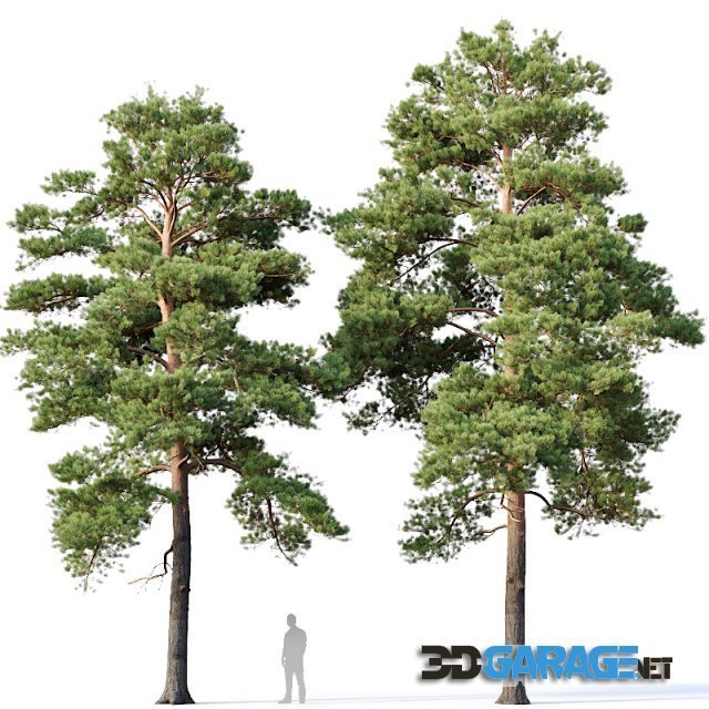 3d-model – Pinus sylvestris Nr16 H12-14m Two tree set