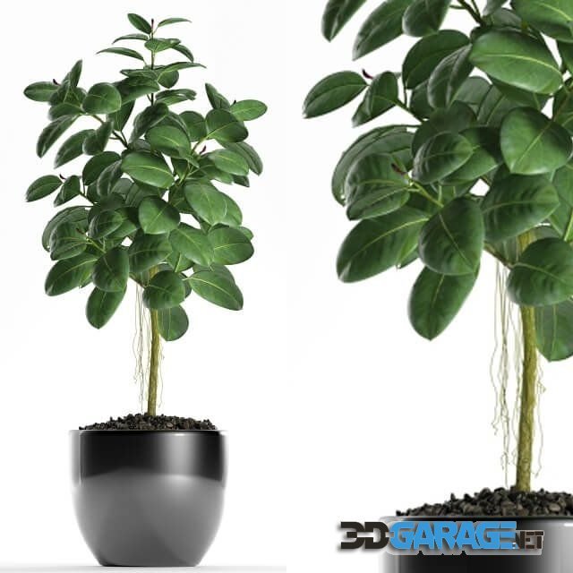 3d-model – Plants 122