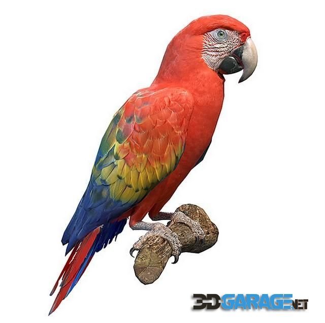 3d-model – Red macaw