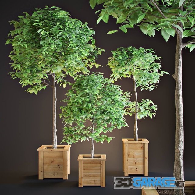 3d-model – Three trees interior