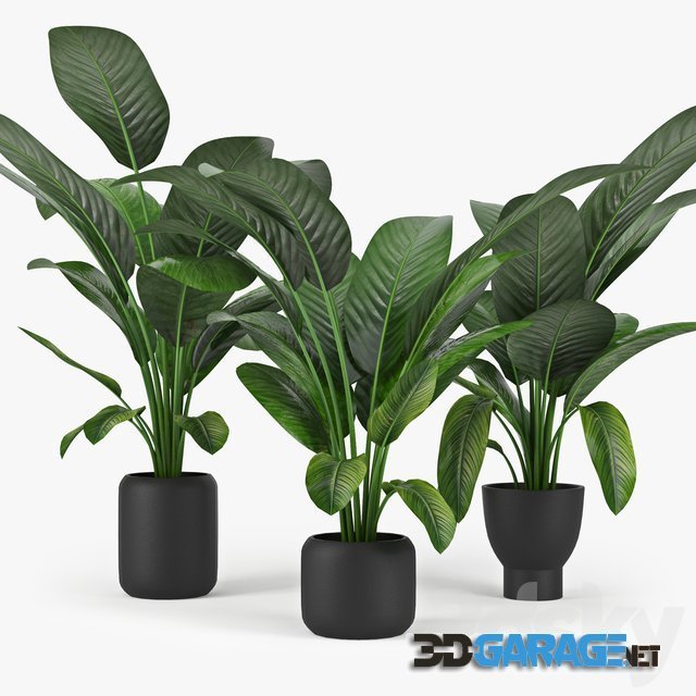 3d-model – Tropical Palm