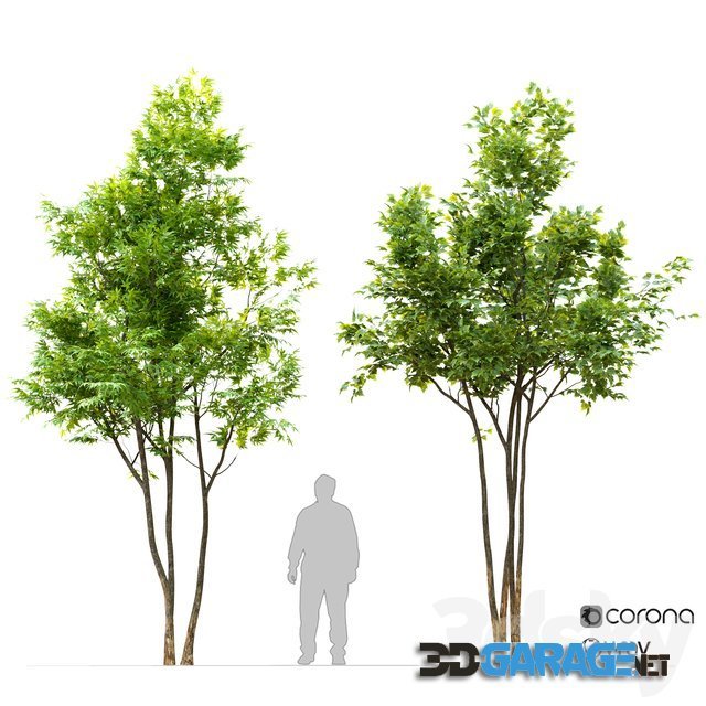 3d-model – Two maple tree