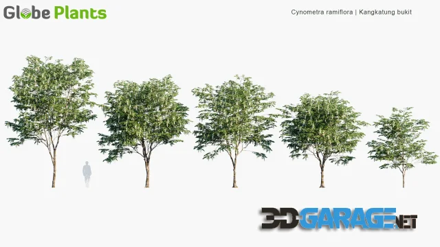 3D-Model – Cynometra Ramiflora – Kangkatung Bukit