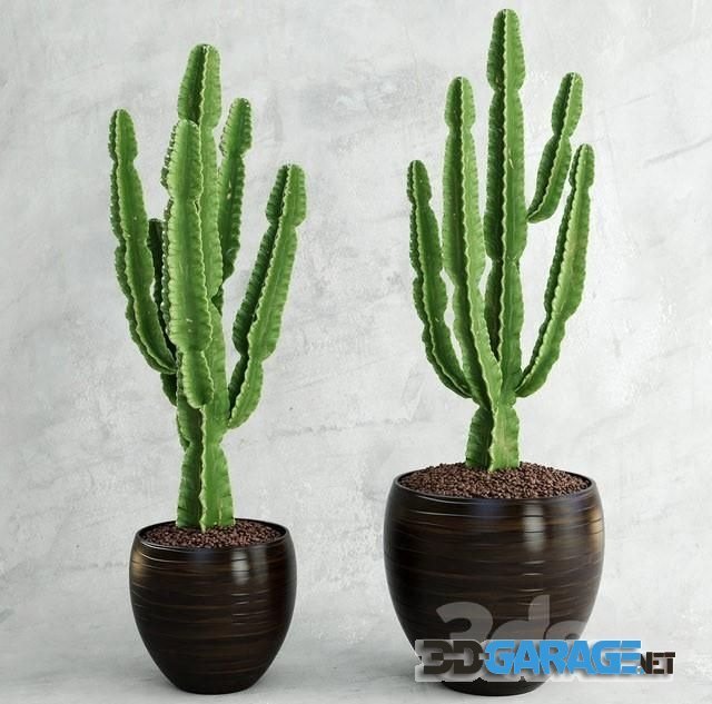 3D-Model – Cactus Euphorbia ingens