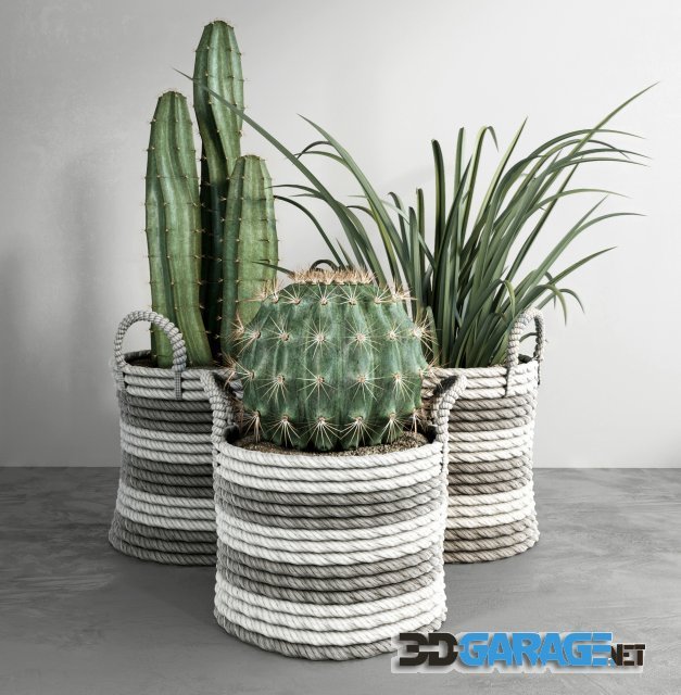 3D-Model – Cactus set