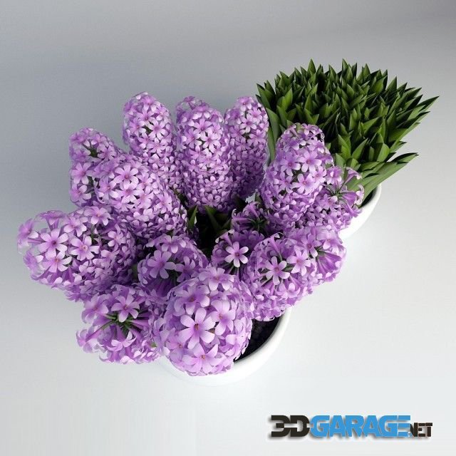 3d-model – Hyacinths in pots