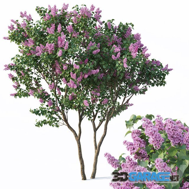 3d-model – Lilac Syringa Vulgaris  3 Tree