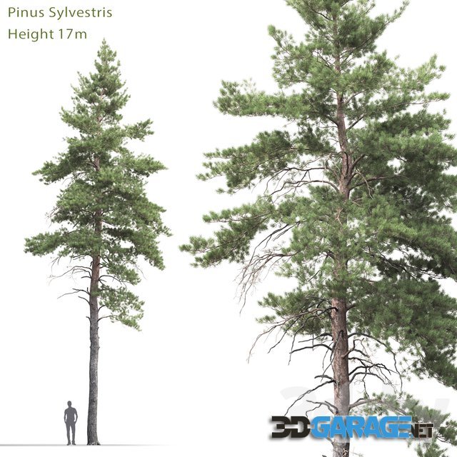 3d-model – Pine 1