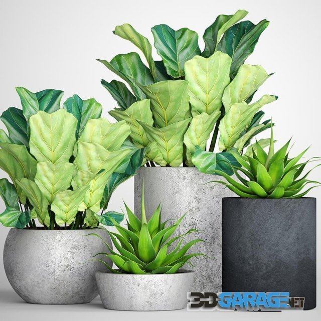 3D-model – The collection of plants in pots 18