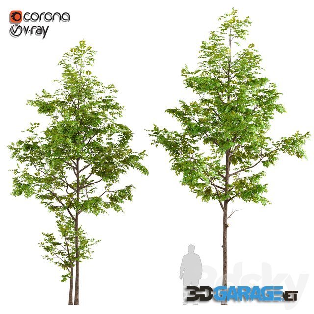3d-model – Two Ash Tree