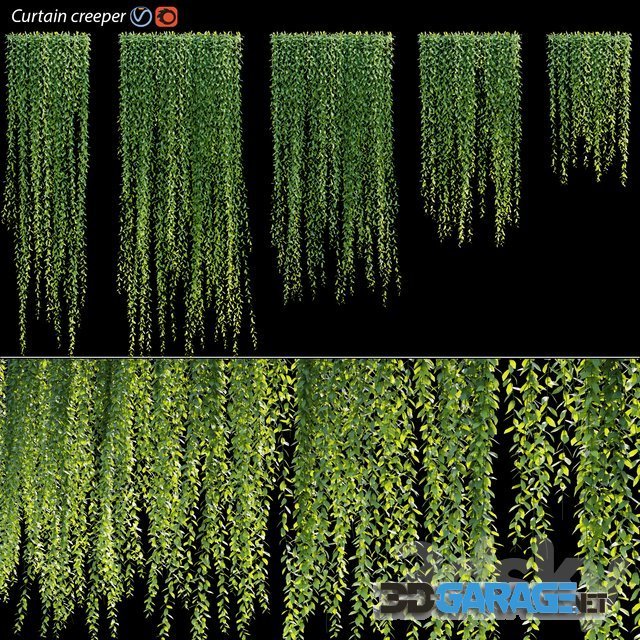 3d-model – Vernonia Elliptica Curtain Creeper