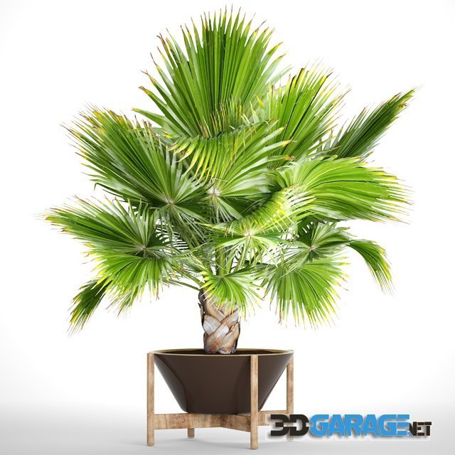 3D-Model – Brahea edulis 2
